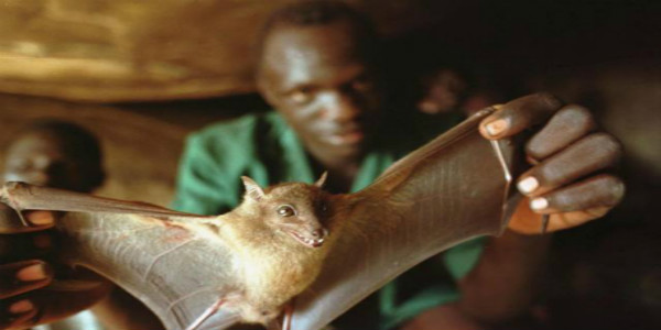 蝙蝠体内发现第六种埃博拉病毒：可能感染人类