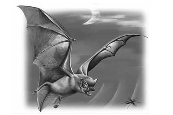 超声波的发现与妙用——蝙蝠与超声波