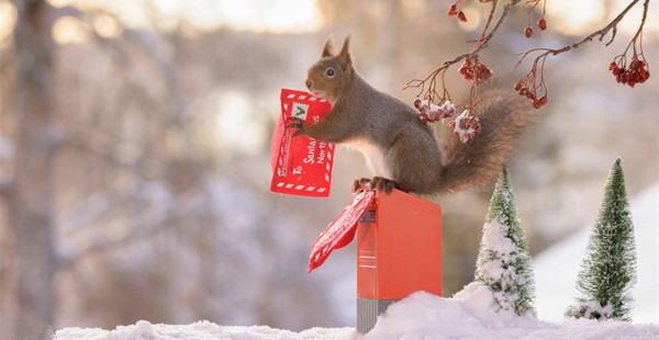 圣诞将至，瑞典小松鼠也忙着过节