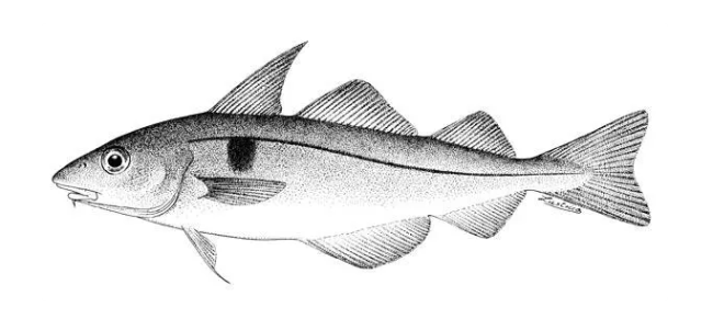 grammus aeglefinus,英文名haddock,是鳕形目-鳕科-黑线鳕属鱼类,不过