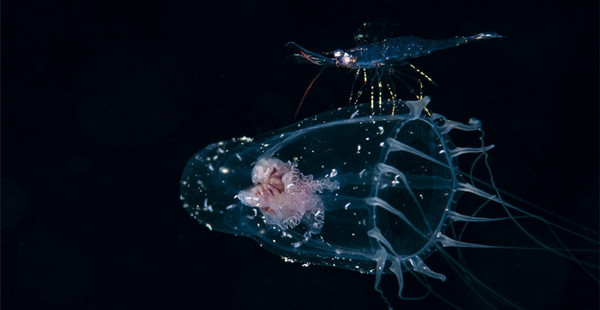 奇妙的水下世界，奇特的海洋动物