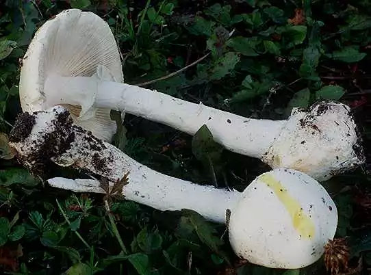 吃下这口白蘑菇你就几乎成了活死人