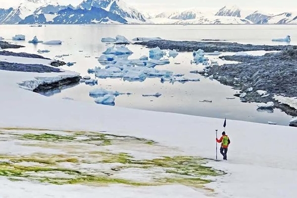 南极冰原越来越“绿”，这可能不是好消息