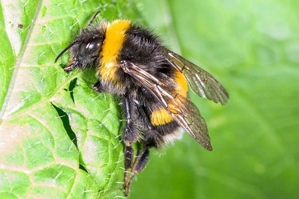 地熊蜂可以“逼迫”植物提前开花，这么聪明的蜜蜂是怎样进化的