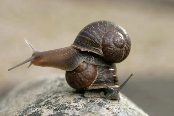 给这只蜗牛“全球征婚”有啥意义