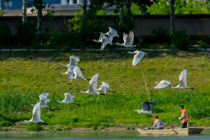 531种飞鸟用翅膀投票：北京，全球特大城市里的“生态顶流”