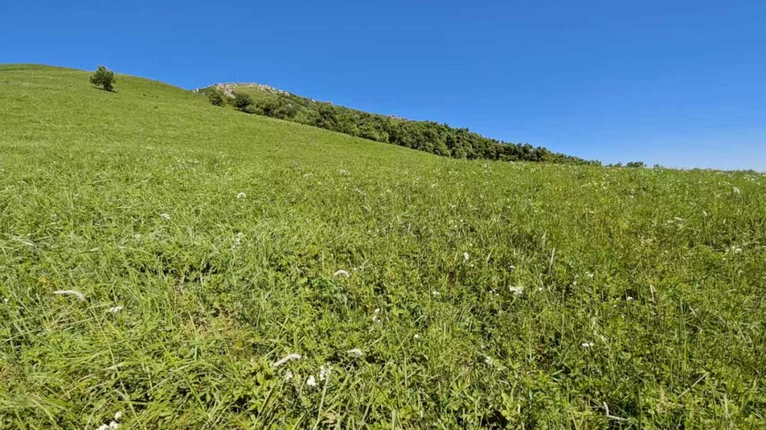 打卡灵山花海前，先看懂这片亚高山草甸有多脆弱