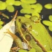 雨后胡同里的“气鼓子”是什么？北京生活着8种蛙，有1种是近百年前“引进”的