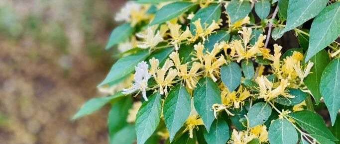 “金银花”到底有无香味？“北京忍冬”长啥样？专家科普忍冬家族