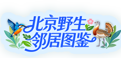 北京野生邻居图鉴