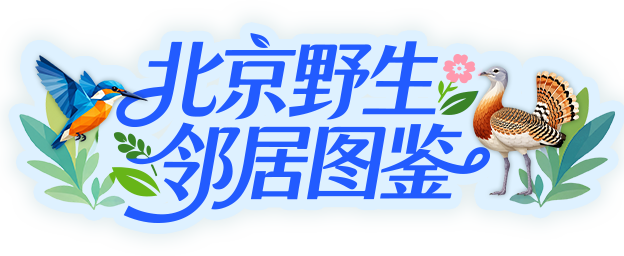 北京野生邻居图鉴