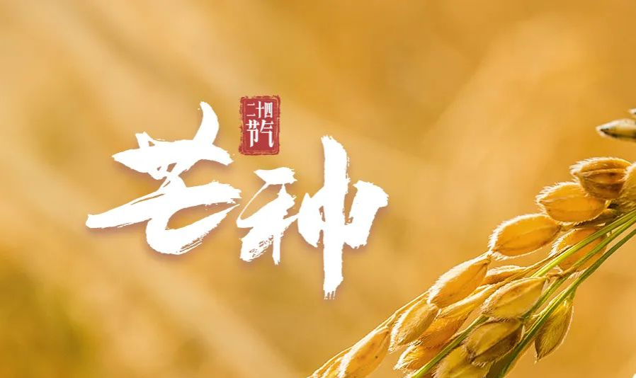 芒种！风吹麦浪，仲夏始