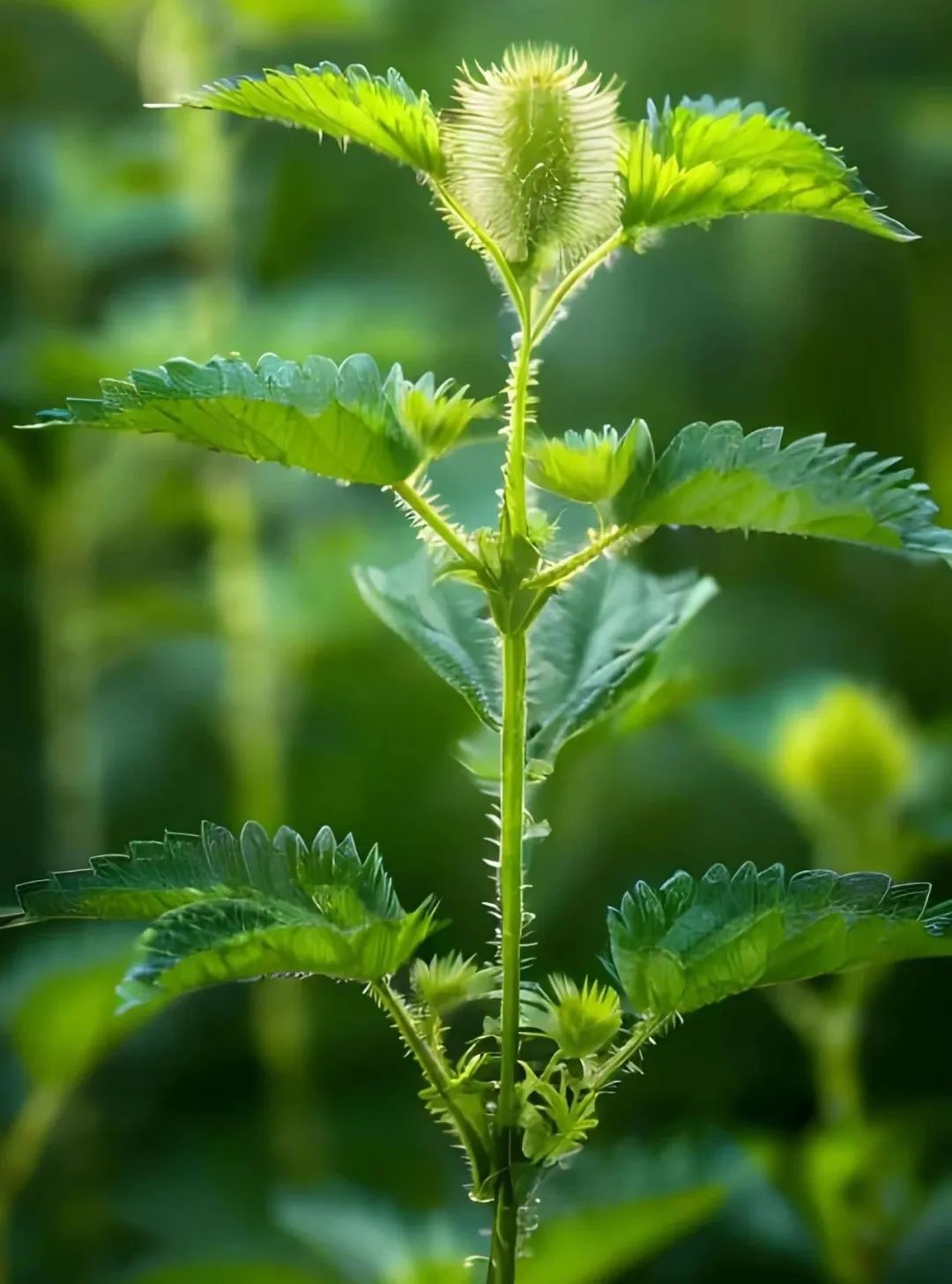 盘点那些被读错的植物 | 会读荨麻疹，居然不会读“荨麻”？