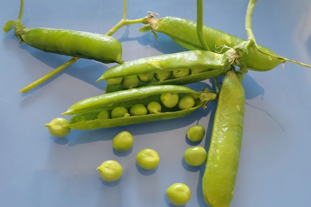 “苦尽柑来豌豆饭”爆火！不仅美味，还高蛋白、高钾，这个季节吃正好！