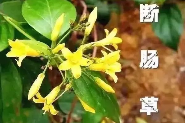 食用后，一家6口全部中毒！这种“野菜”千万别采