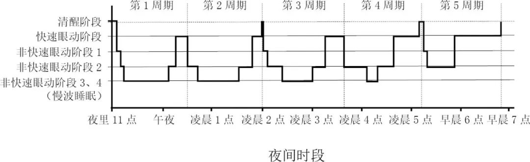 我们为什么要睡觉.jpeg