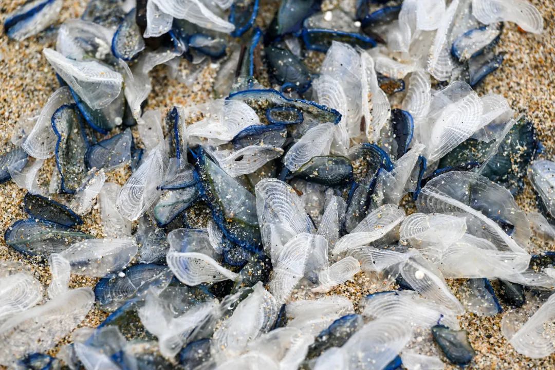 立即远离！外出遇到这种“塑料袋”别碰，有毒！