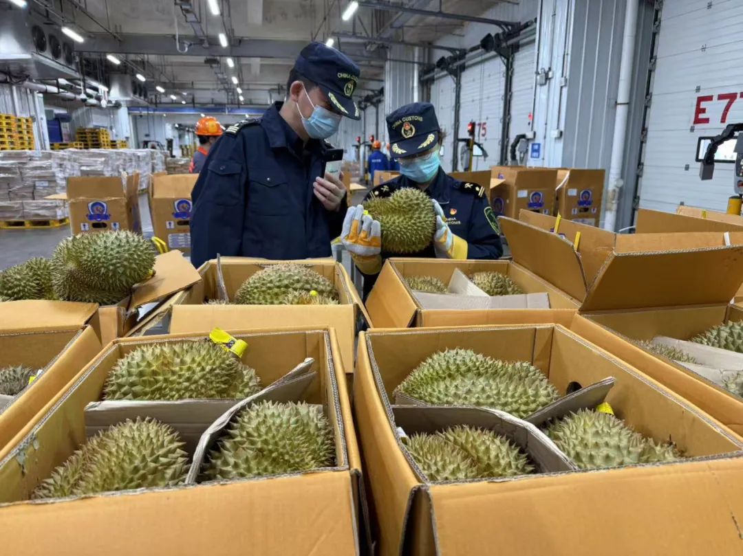 1600吨榴莲到了！预计本月中下旬降价