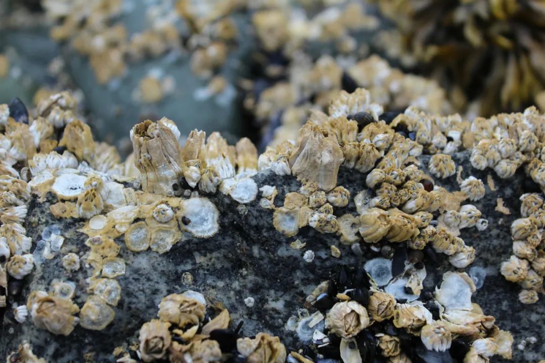 这种“地狱美食”不仅能吃，还能救人的命？科学家都跟它学！
