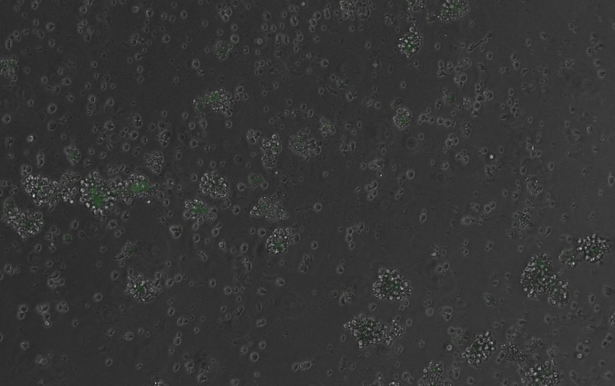 合成生物学获里程碑进展——AI设计出特定类型细胞“基因开关”