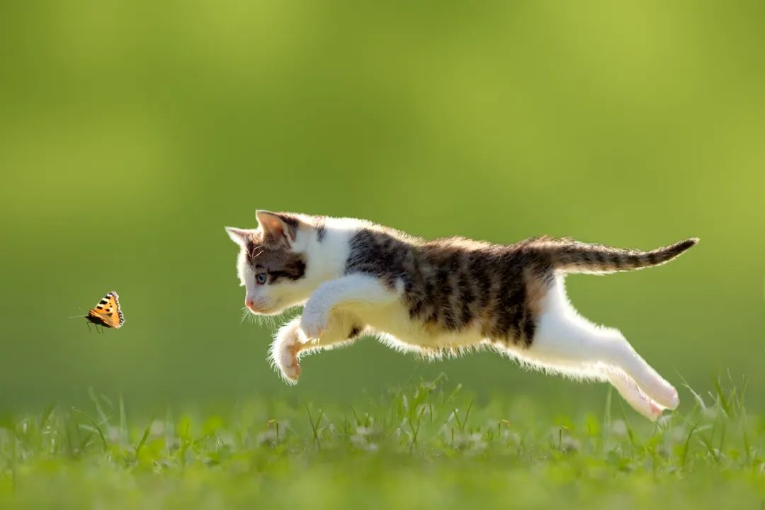 养“喵”人须知：做好这4步，猫好，人也好→