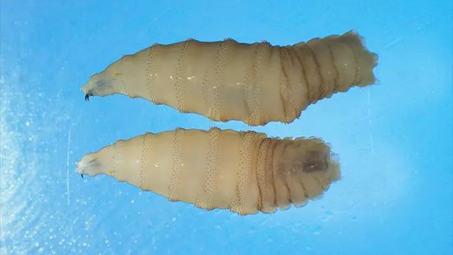 钻皮肤、吃人肉，为了打败这种寄生虫，人类给苍蝇做绝育？
