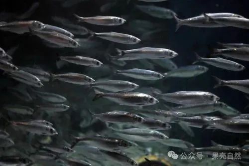 偏移800公里，鲱鱼集体失忆。它们为何找不到回家的路？