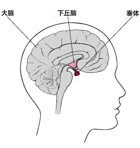 什么！长期食用无糖制品，也会得糖尿病！