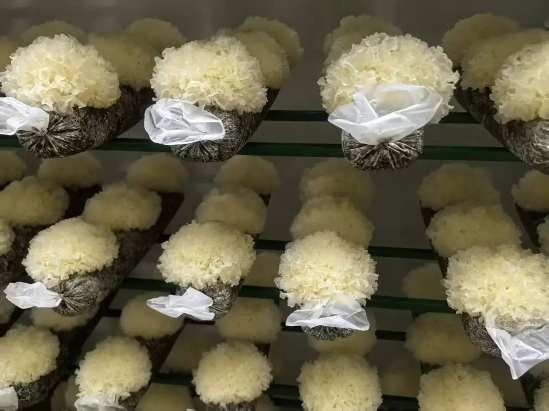 鲜食农产品缘何成“餐桌新宠”？