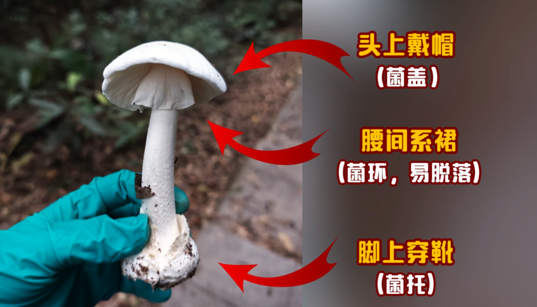 官方通报：发病3例！提醒：别摘、别买、别吃！