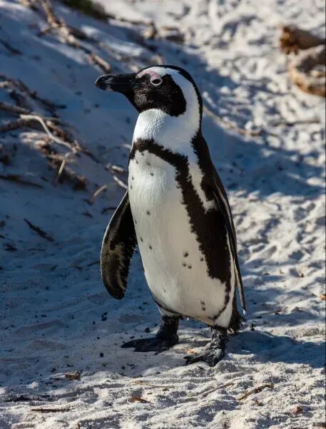 最近爆火的“高雅人士”企鹅表情包，究竟什么来头？