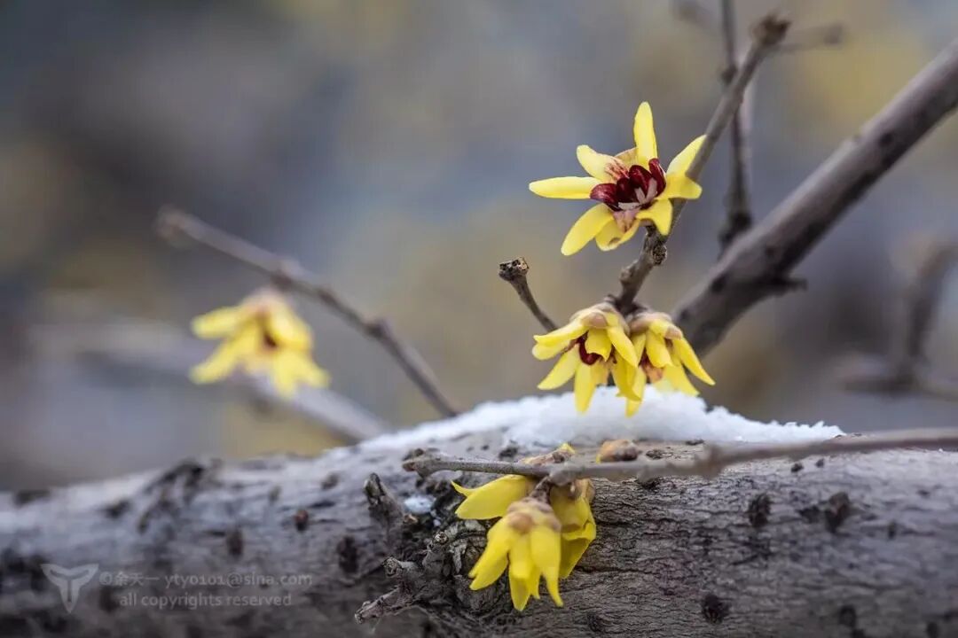大诗人们本来是不屑于写蜡梅的，因为嫌它……丑