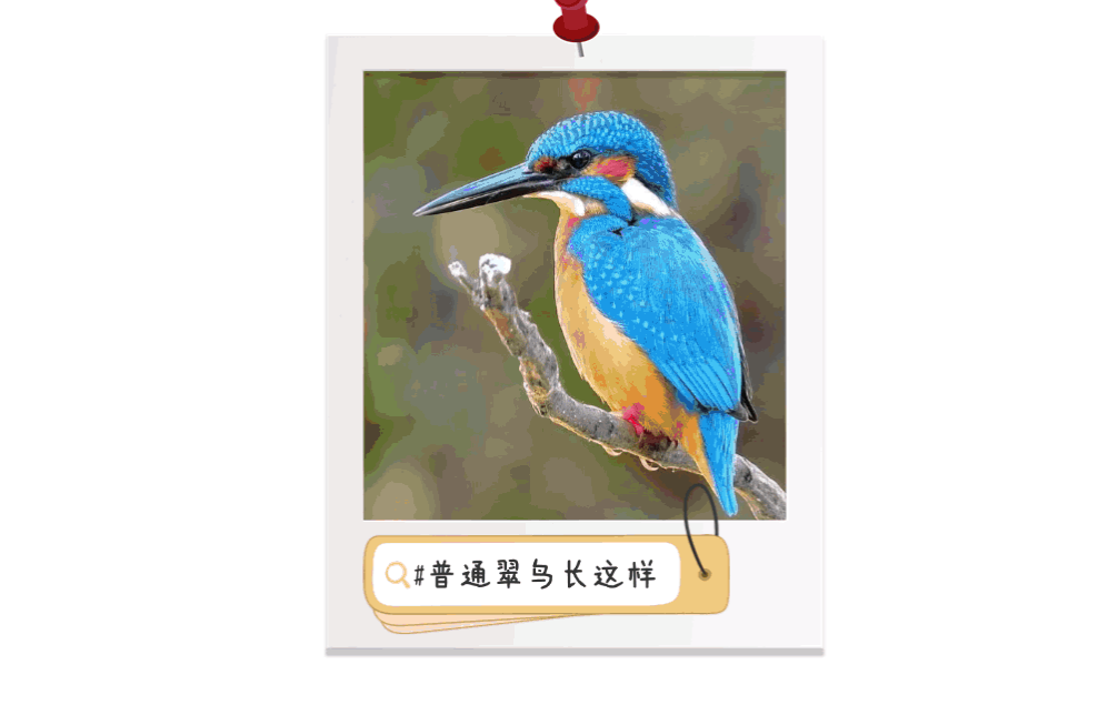 美丽又孤僻，它是自然界的“叶澜依”