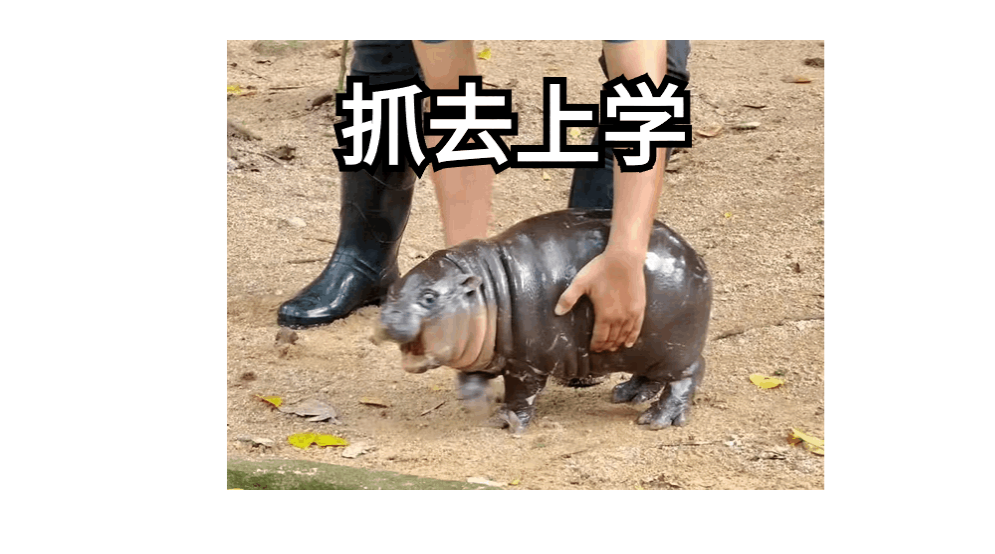 圆滚滚矮墩墩，“弹跳猪”原来不是猪？