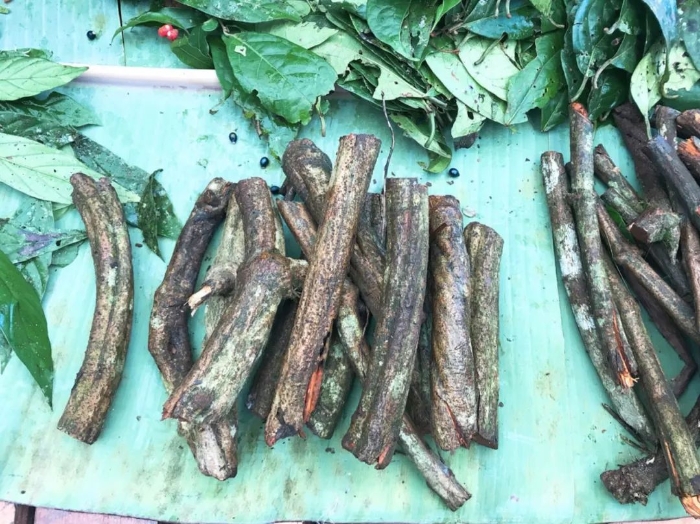 舔蛤蟆会变嗨？？！盘点一下热门致幻生物