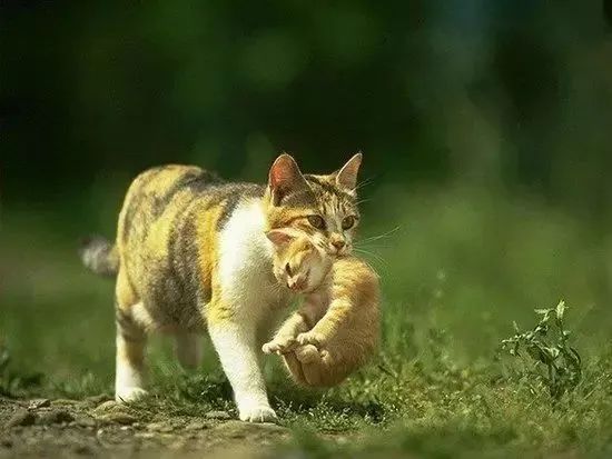 为什么掐住猫的后脖颈，它就仿佛被点穴了？