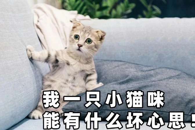 动物也会撒谎？它们的演技说不定比人类更逼真！