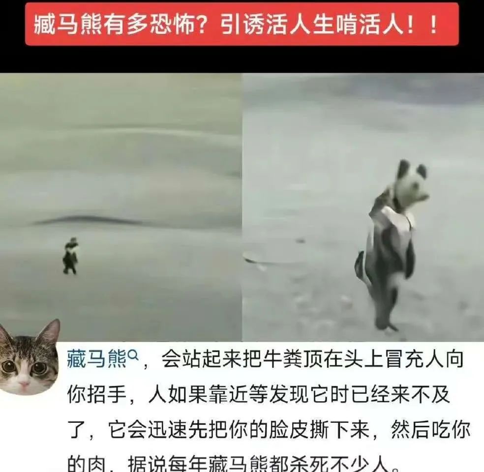 藏马熊“引诱活人并吃人”？事件的真相是什么？