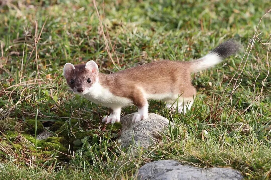 冬奥吉祥物，看着怎么不像亲姐弟？