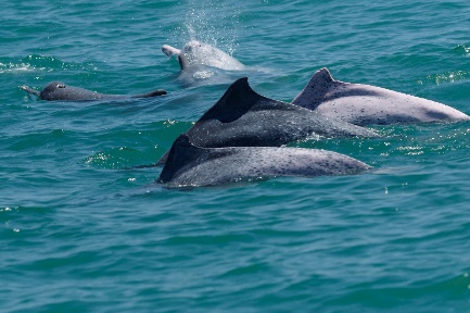 这种此前全球未见活体的神秘生物，被我们在中国南海发现了！
