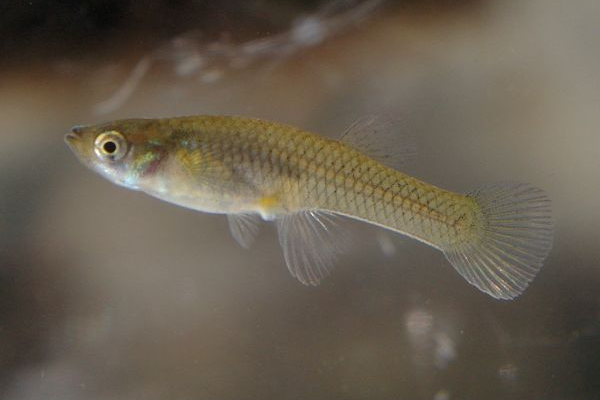 从引入灭蚊到成为公敌：食蚊鱼到底做了什么？