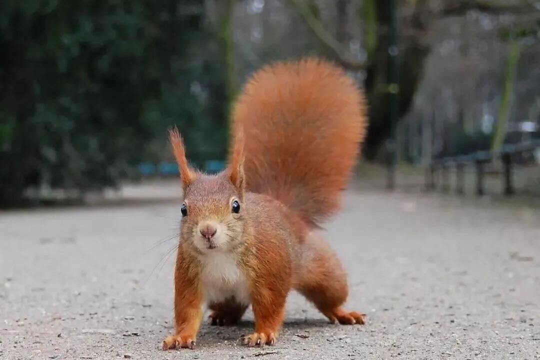 当他敲碎松鼠的头骨，为的是挽救另一种