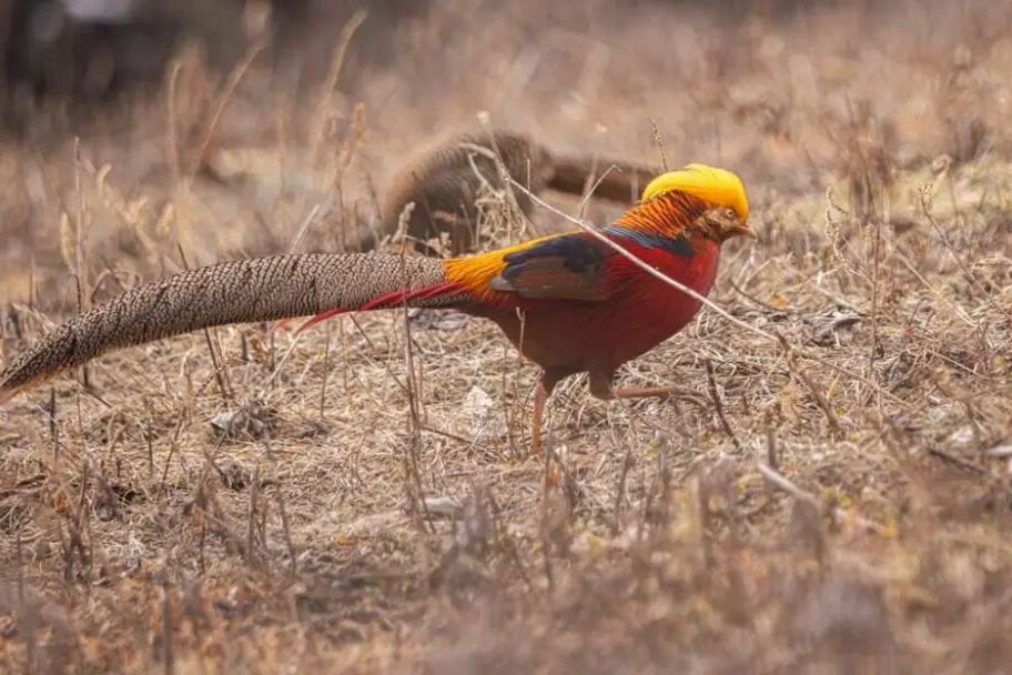 锦鸡发红包？鹅鸭噗噗放屁？鸡鸭鹅：做不到！