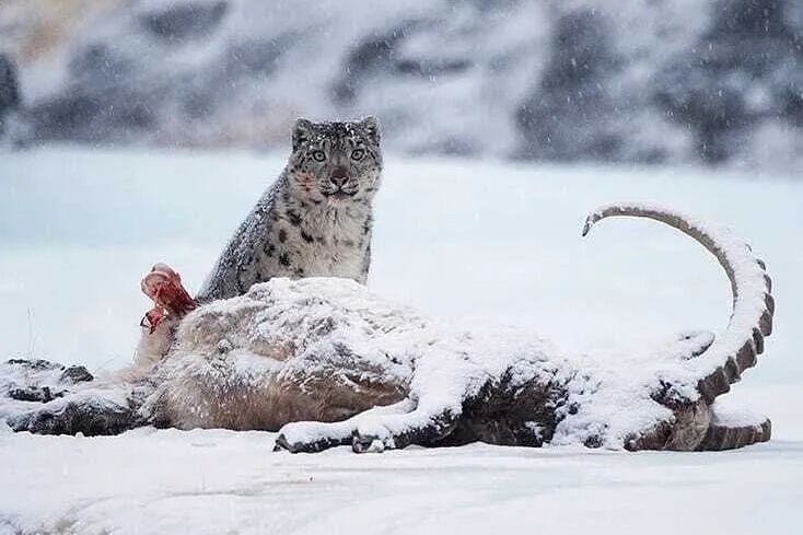 雪豹咬死35只羊？是谁在用雪豹平账么？