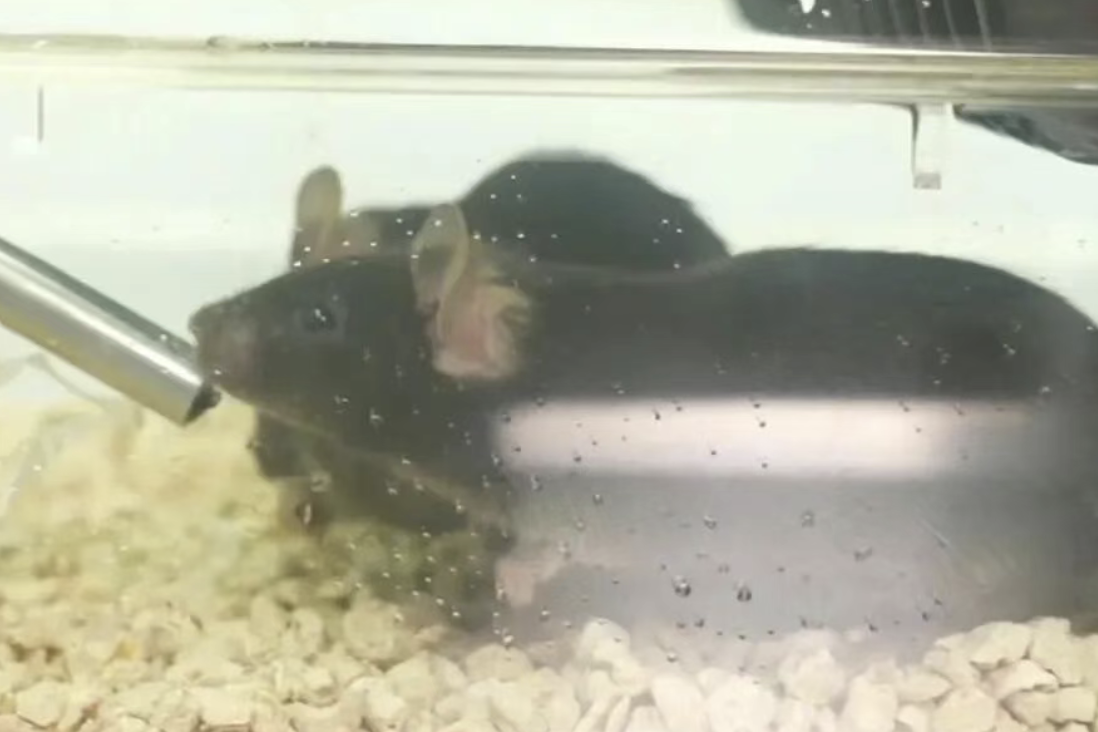 “太空小鼠”，顺利产下第三窝鼠宝宝！