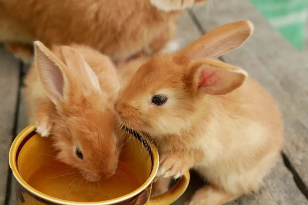 快醒醒，别一个劲给兔子喂胡萝卜了！