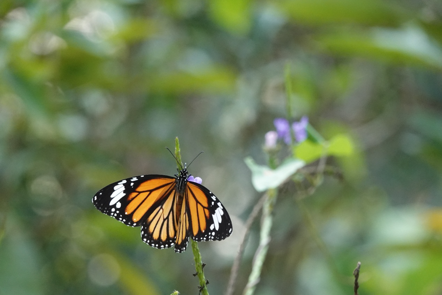 在香港迪士尼旁边，我们追踪了16000只飞越大海的蝴蝶