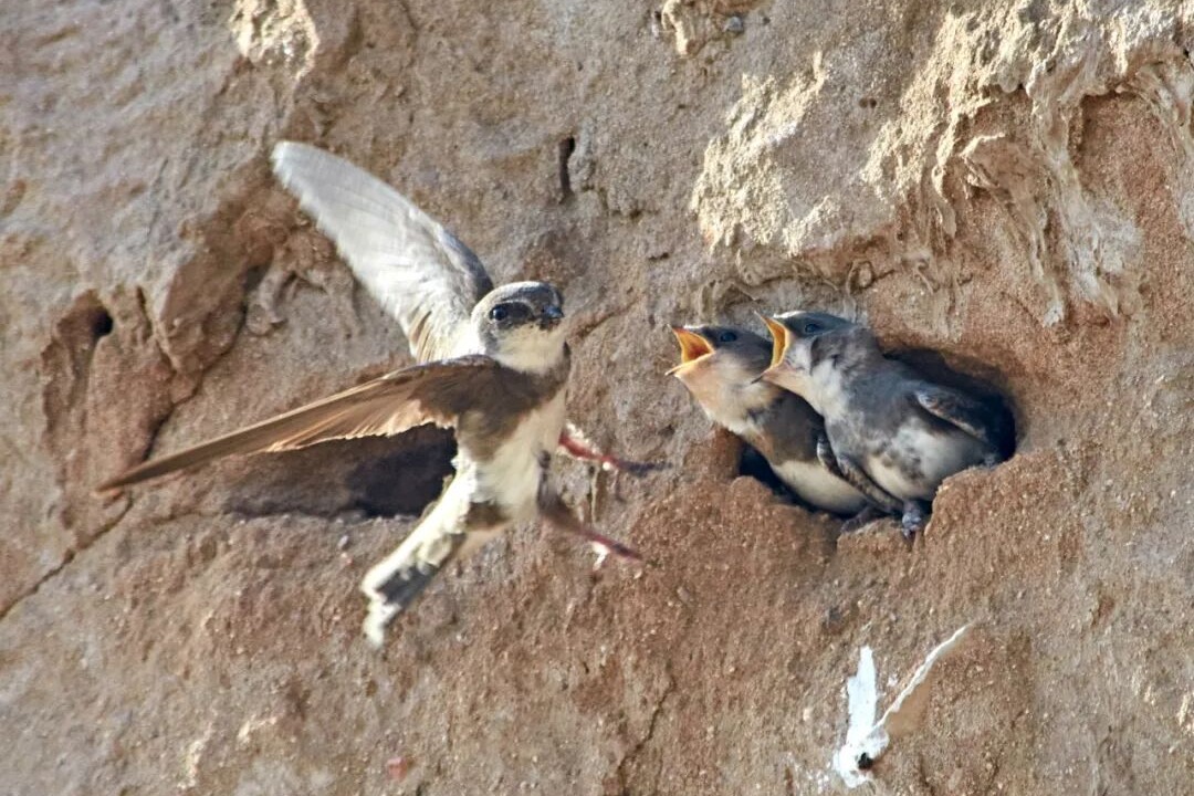 每次出事都刷屏，这种小鸟为何如此特殊？