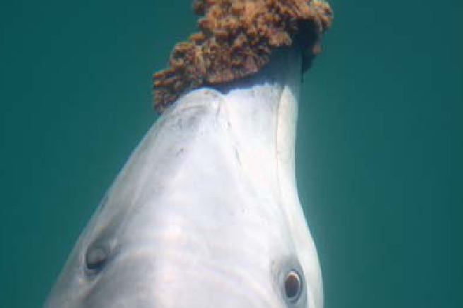 糟糕，海绵宝宝被海豚绑架了