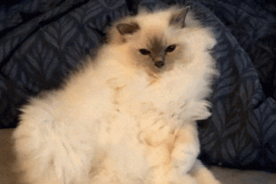 猫天天掉那么多毛，为什么还不秃？